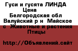 Гуси и гусята ЛИНДА › Цена ­ 230 - Белгородская обл., Валуйский р-н, Майское с. Животные и растения » Птицы   